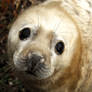 Seal Pup - Curiousity