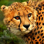 Cheetah Glare