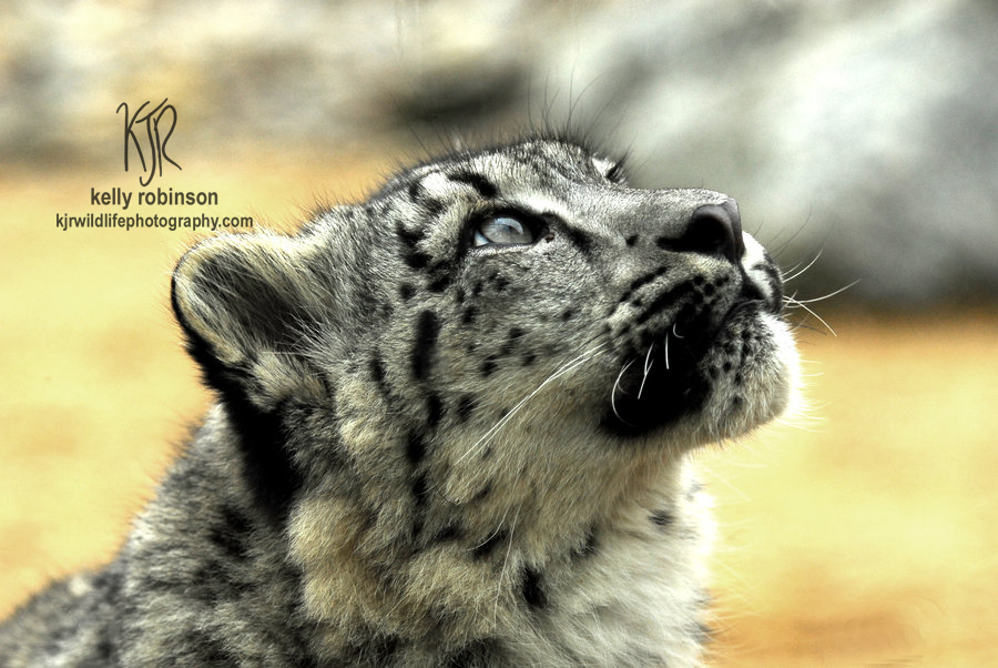 Snow Leopard - Up