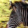 Grevy's Zebra Profile