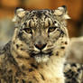 Snow Leopard - Mum
