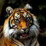 Tigress - the innocent look