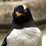 Gentoo Penguin