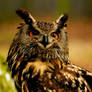 Eagle Owl in the Woods