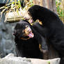 Sun Bear Grumbles