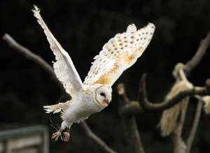 Barn Owl Flight