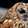 Tawny Owl Close Up