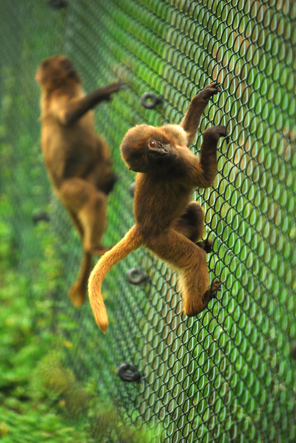 Imagini pentru climbing Monkeys