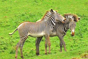 Zebras - I dislike you