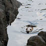 Juvi Grey Seal Swim