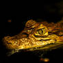 Young Caiman