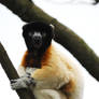 Crowned Sifaka