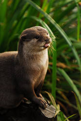 Otter to Attention