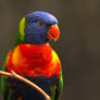 Lorikeet Portrait