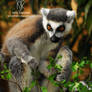Leafy Lemur