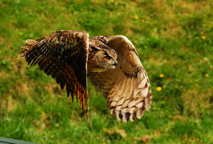 Furling Feathers