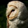 Barn Owl Profile