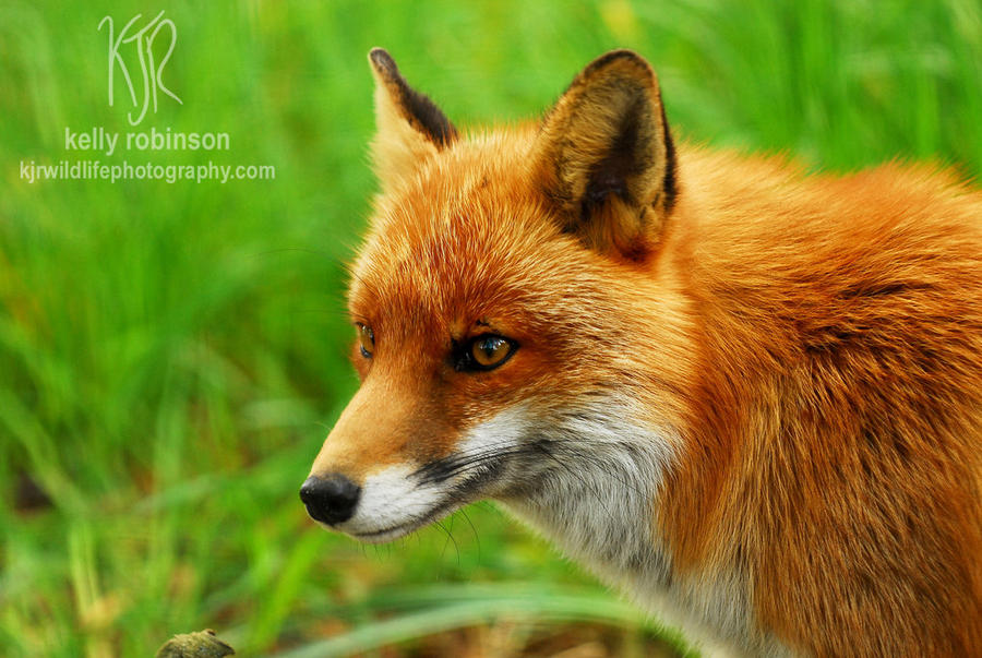 Red Fox by Shadow-and-Flame-86 on DeviantArt