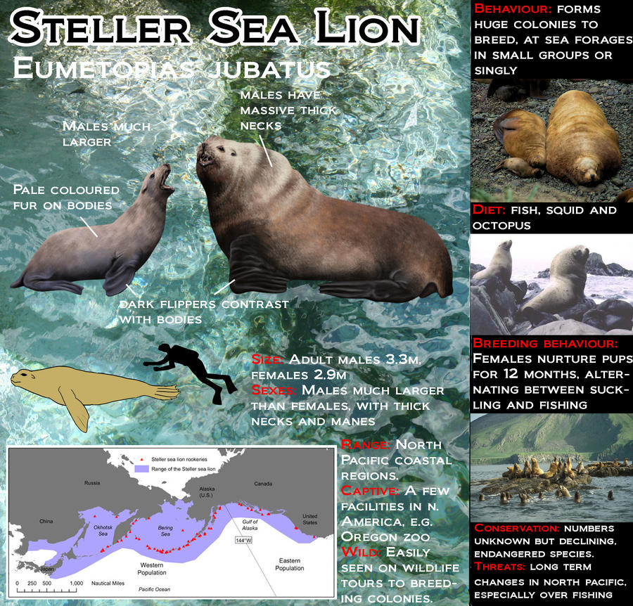 Steller Sea Lion, Steller by Shadow-and-Flame-86 on DeviantArt