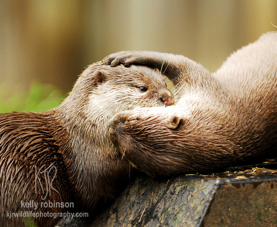 Otter Hug