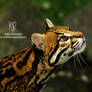 Ocelot Up