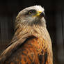 Black Kite