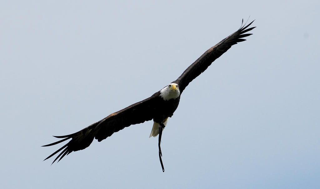 Bald Eagle Soar