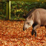Autumn Tapir