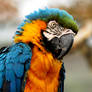 Blue and Yellow Macaw