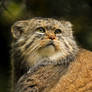 Pallas Cat Profile