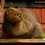 Jaguarundi Profile