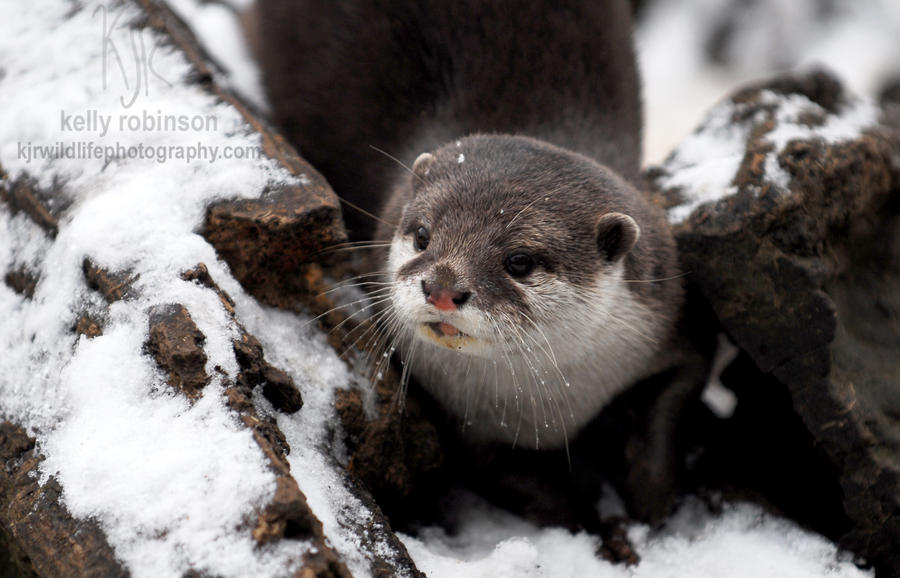 Snow Otter