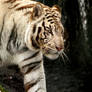 White Tiger Prowl