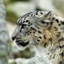 Snow Leopard Profile