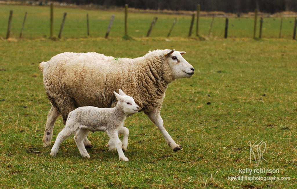 Spring Lambs