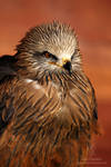 Black Kite Portrait by Shadow-and-Flame-86