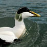 Eider Duck at Sea