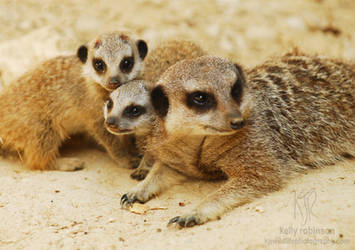 Meercat Family