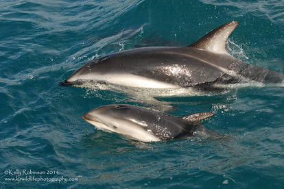 Dusky Dolphin Mum and Calf