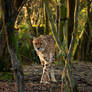 Cheetah in the Woods