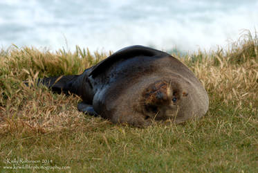 Squishy Fur Seal