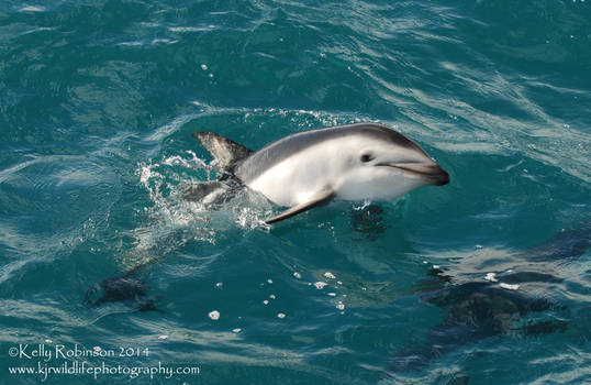 Dusky Dolphin says hello =)