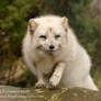 Arctic Fox on the Prowl