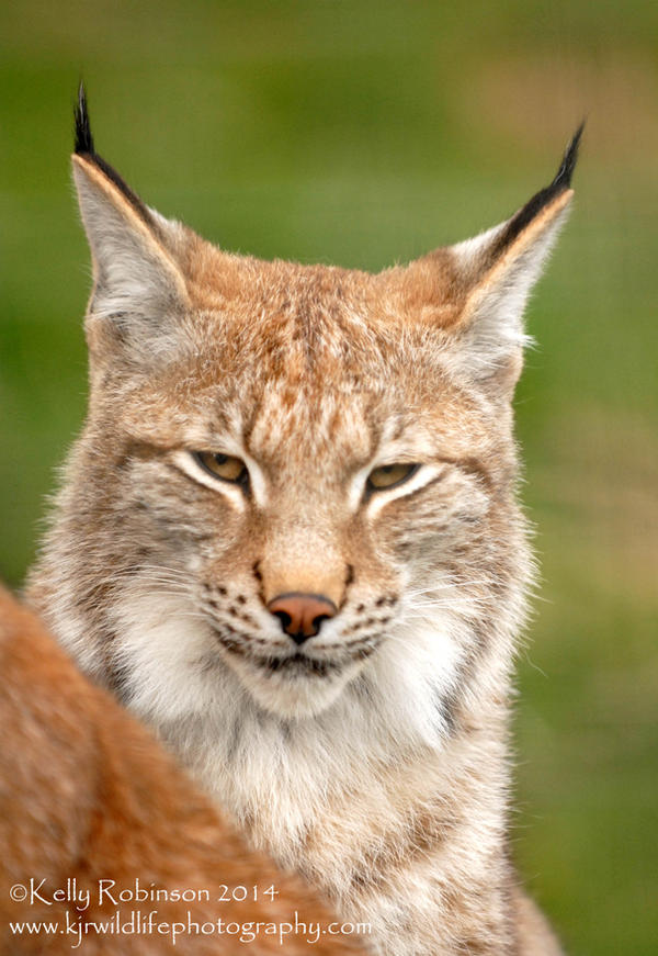 Lynx