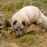 Arctic Fox - Sniffing out Dinner