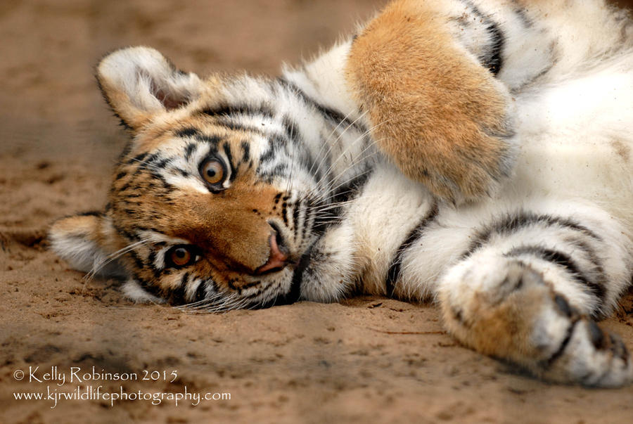 Amur Tiger Cub by Shadow-and-Flame-86