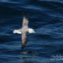 Fulmar Flight