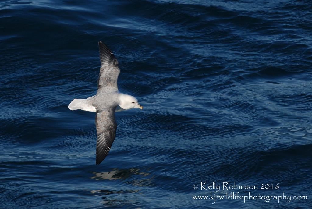 Fulmar Flight