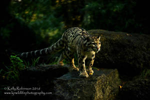 Clouded Leopard