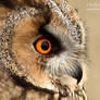 Long Eared Owl Up Close